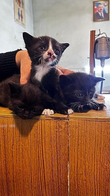 Yaxşı əllərə lalafo.az -da Yaxşı əllərə