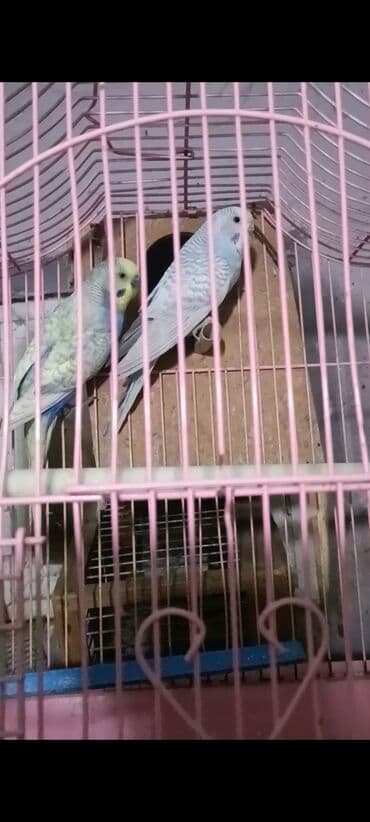 Salam hazir cut 2 defe bala almisam kocle baxli satiram hazir cut lalafo.az -da Salam hazir cut 2 defe bala almisam kocle baxli satiram hazir cut