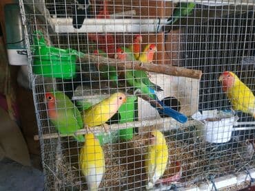 Əl quşu,Nerazluçnik papuqayları satılır. Çox ucuz qiymətə satılır lalafo.az -da Əl quşu,Nerazluçnik papuqayları satılır. Çox ucuz qiymətə satılır