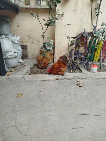 Toyuq, Damazlıq lalafo.az -da Toyuq, Damazlıq