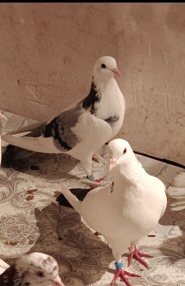 Erkey mayadir real alıcı xaiş olunur narahat etsin sağlam xəstəliyi lalafo.az -da Erkey mayadir real alıcı xaiş olunur narahat etsin sağlam xəstəliyi