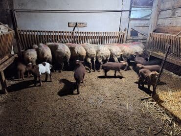 10dənə balalı qoyundu yaşlı qoyunları dı quzular otuxubdu heyvanlar lalafo.az -da 10dənə balalı qoyundu yaşlı qoyunları dı quzular otuxubdu heyvanlar
