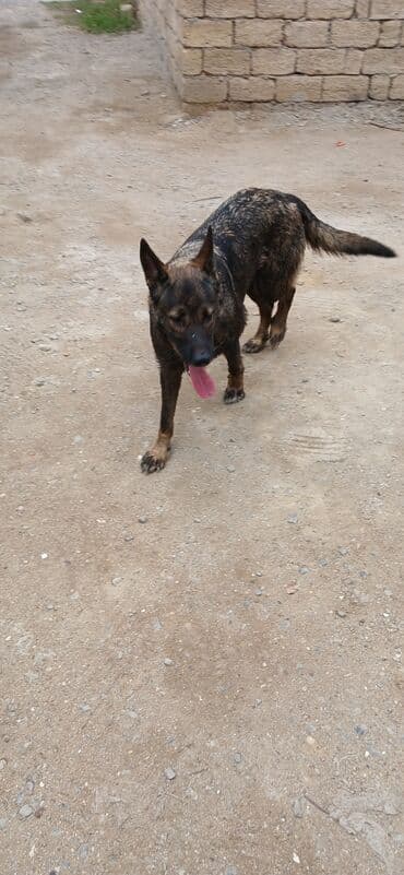 Sarılır. Razılaşma yolu ilə lalafo.az -da Sarılır. Razılaşma yolu ilə