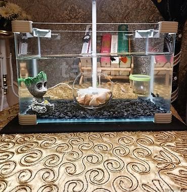 20 litrlik akvarium ve 8 eded baliq qara daslar oyuncaq ve lalafo.az -da 20 litrlik akvarium ve 8 eded baliq qara daslar oyuncaq ve