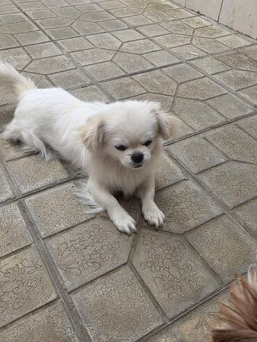 Pekines, Dişi lalafo.az -da Pekines, Dişi