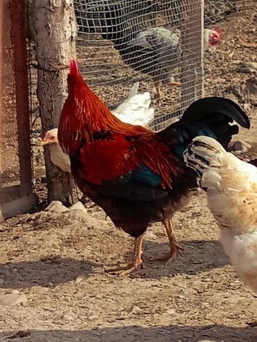 Apreldə çıxan xoruzlardi 8 aylıq 1 kilo 1 kilo yarım temiz eti olar lalafo.az -da Apreldə çıxan xoruzlardi 8 aylıq 1 kilo 1 kilo yarım temiz eti olar