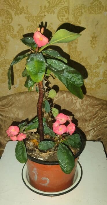 Evdaxili dekorativ çiçək – Euphorbia milii (Tikanlı tac). - Rəng lalafo.az -da Evdaxili dekorativ çiçək – Euphorbia milii (Tikanlı tac). - Rəng