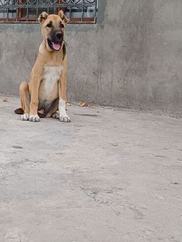 Kanqal, 3 ay, Dişi, Peyvəndli, Ünvandan götürmə lalafo.az -da Kanqal, 3 ay, Dişi, Peyvəndli, Ünvandan götürmə