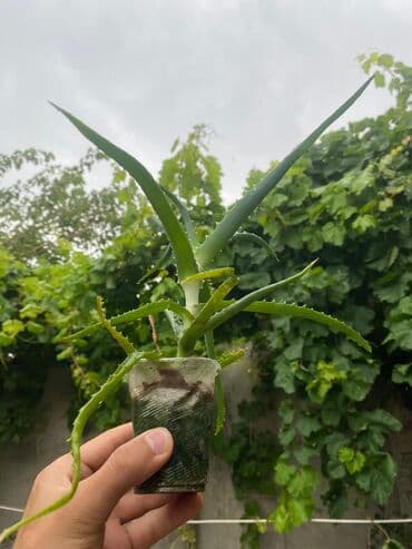 Aloe satilir bilənlər faydasini bilir dərman deposudur . Biri 3 manat lalafo.az -da Aloe satilir bilənlər faydasini bilir dərman deposudur . Biri 3 manat