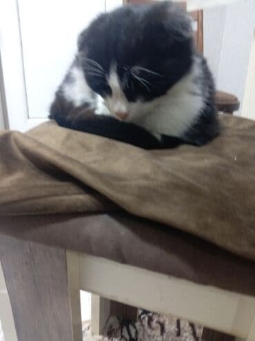 Stullar üçün rəng - Qəhvəyi Yataq örtüyü lalafo.az -da Stullar üçün rəng - Qəhvəyi Yataq örtüyü