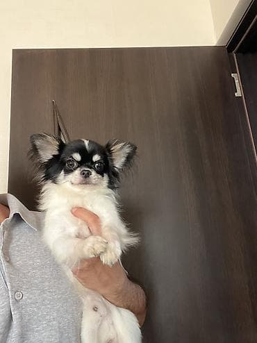 Çixuahua, 9 ay, Erkek, Peyvəndli, Ödənişli çatdırılma lalafo.az -da Çixuahua, 9 ay, Erkek, Peyvəndli, Ödənişli çatdırılma