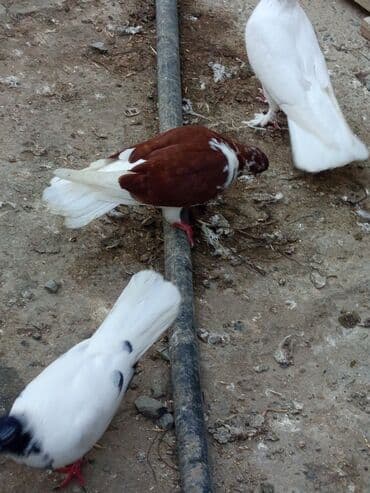 Məhsul: Qırmızı çilçil ağ quyruq satılır Erkeydi sağlam quşdu tecılı lalafo.az -da Məhsul: Qırmızı çilçil ağ quyruq satılır Erkeydi sağlam quşdu tecılı