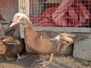 Варенье: Lal ördəklər satılır qiymət saya və cinsinə görə dəyişir at lalafo.az — 25 Варенье: Lal ördəklər satılır qiymət saya və cinsinə görə dəyişir — 25