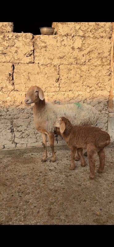Qoyun ana bala ilə - Növ: Yerli cins quzu ilə ana qoyun - Ana lalafo.az -da — 9 Qoyun ana bala ilə - Növ: Yerli cins quzu ilə ana qoyun - Ana — 9