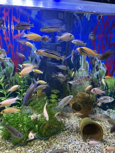 Cixlid balığı lalafo.az -da Cixlid balığı