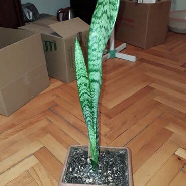 SANSEVİERİA PEYĞƏMBƏR QILINCI GÜLÜ lalafo.az -da SANSEVİERİA PEYĞƏMBƏR QILINCI GÜLÜ