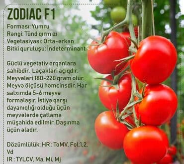 Aluzze qarpiz toxumu lalafo.az -da Aluzze qarpiz toxumu