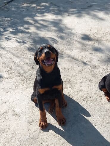 Rotveyler, 3 ay, Dişi, Peyvəndli, Ünvandan götürmə lalafo.az -da Rotveyler, 3 ay, Dişi, Peyvəndli, Ünvandan götürmə