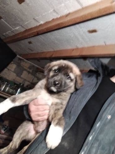 Qurdbasar, 1 ay, Erkek, Pulsuz çatdırılma lalafo.az -da Qurdbasar, 1 ay, Erkek, Pulsuz çatdırılma