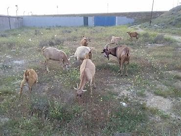 SANİ ALPİN QARŞIQI 6 KEÇİ 4 ÇƏPİŞ SATILIR ANA KEÇİLƏR GEN ƏRZİNDƏ 4 lalafo.az -da SANİ ALPİN QARŞIQI 6 KEÇİ 4 ÇƏPİŞ SATILIR ANA KEÇİLƏR GEN ƏRZİNDƏ 4