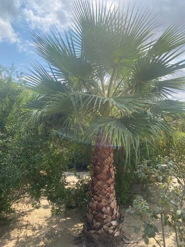 Реечные панели: Dekorativ landşaft üçün ideal, iri ölçülü palmadır. Xüsusiyyətlər: - at lalafo.az — 3 Реечные панели: Dekorativ landşaft üçün ideal, iri ölçülü palmadır. Xüsusiyyətlər: - — 3