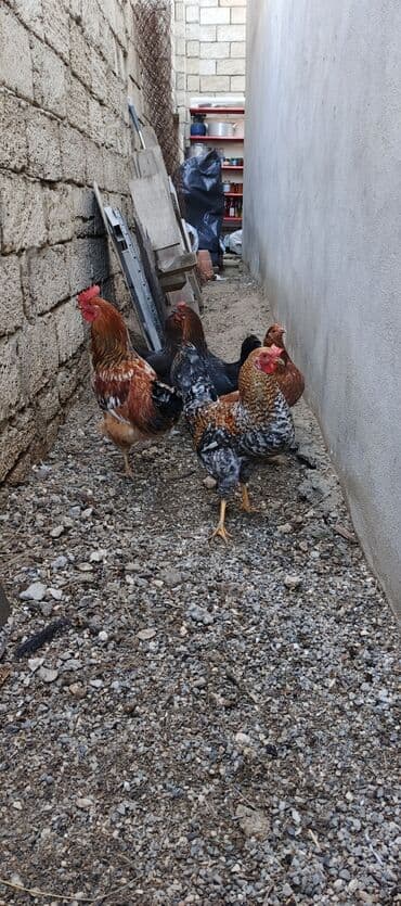 Toyuq, Damazlıq lalafo.az -da Toyuq, Damazlıq