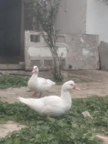 Dekorativ Ağ lal ördək satılır lalafo.az -da Dekorativ Ağ lal ördək satılır