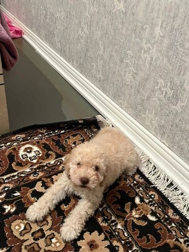 Pudel, 2 ay, Erkek, Peyvəndli lalafo.az -da Pudel, 2 ay, Erkek, Peyvəndli