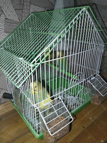 Şampunlar: Dalmatin (ağ-yaşıl) dam örtüklü quş qəfəsi və içində 3 ədəd bəzəkli lalafo.az -da — 3 Şampunlar: Dalmatin (ağ-yaşıl) dam örtüklü quş qəfəsi və içində 3 ədəd bəzəkli — 3