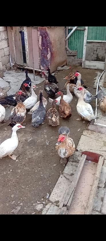 Satış: muskovi ördəklər (hind ördəyi) Təsvir: - Növ: Muskovi/hind lalafo.az -da Satış: muskovi ördəklər (hind ördəyi) Təsvir: - Növ: Muskovi/hind