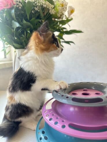 Dişi, Yaxşı əllərə, Pulsuz çatdırılma lalafo.az -da Dişi, Yaxşı əllərə, Pulsuz çatdırılma