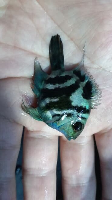 Balıqlar: Sülhsevər, Ünvandan götürmə, Ödənişli çatdırılma lalafo.az -da — 5 Balıqlar: Sülhsevər, Ünvandan götürmə, Ödənişli çatdırılma — 5