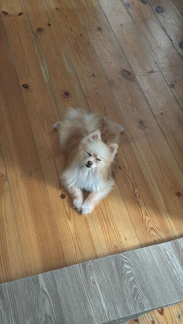 Sifarişlə stendlər: Satilir peyvenderi vurulub lalafo.az -da — 2 Sifarişlə stendlər: Satilir peyvenderi vurulub — 2