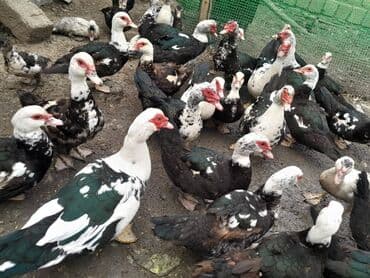 Lal ördəklər dəyərindən ucuz qiymətə olaraq təcili satılır istəyənlər lalafo.az -da Lal ördəklər dəyərindən ucuz qiymətə olaraq təcili satılır istəyənlər