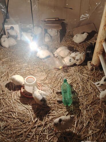 Bildorşinlər satılır 1 ri 3azn 29dənədir hamısı birlikdə satılır lalafo.az -da Bildorşinlər satılır 1 ri 3azn 29dənədir hamısı birlikdə satılır