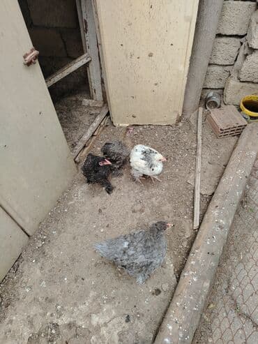 Toyuq, Brama, Damazlıq lalafo.az -da Toyuq, Brama, Damazlıq