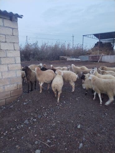 Kök erkek Quzuların satışı ünvan imisli rayonu lalafo.az -da Kök erkek Quzuların satışı ünvan imisli rayonu