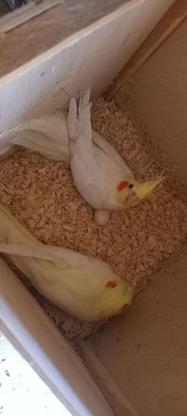 Boyuk hazir korellalar satilir 39 azn bir ededi lalafo.az -da Boyuk hazir korellalar satilir 39 azn bir ededi