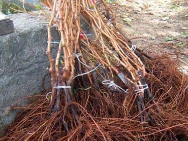 Ləpələr: Üzüm tingləri və süfrə-sortları - Avatar (şirin barmaqvari qara lalafo.az -da — 8 Ləpələr: Üzüm tingləri və süfrə-sortları - Avatar (şirin barmaqvari qara — 8