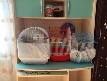 Dalmatinka (dalğalı) tutuquşular və qəfəslər dəsti - Bir neçə ədəd lalafo.az -da Dalmatinka (dalğalı) tutuquşular və qəfəslər dəsti - Bir neçə ədəd