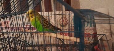 Dalmatian zebra növlü dalğalı tutuquşu cütü (budgerigar) – biri açıq lalafo.az -da Dalmatian zebra növlü dalğalı tutuquşu cütü (budgerigar) – biri açıq