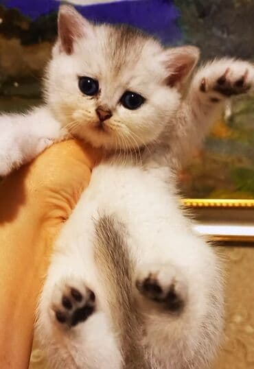 Şinşilla, Erkək, Dişi lalafo.az -da Şinşilla, Erkək, Dişi