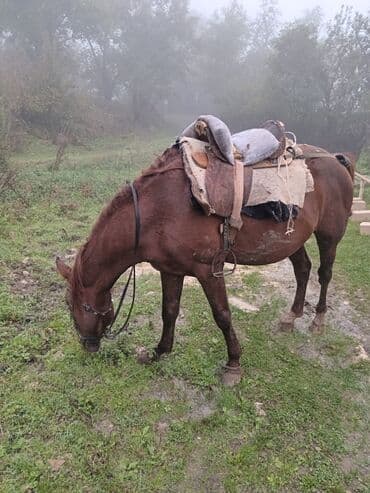Erkək, il: 6, Ünvandan götürmə lalafo.az -da Erkək, il: 6, Ünvandan götürmə