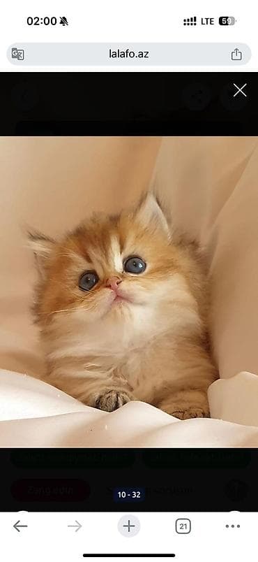 Britan, Yaxşı əllərə lalafo.az -da Britan, Yaxşı əllərə