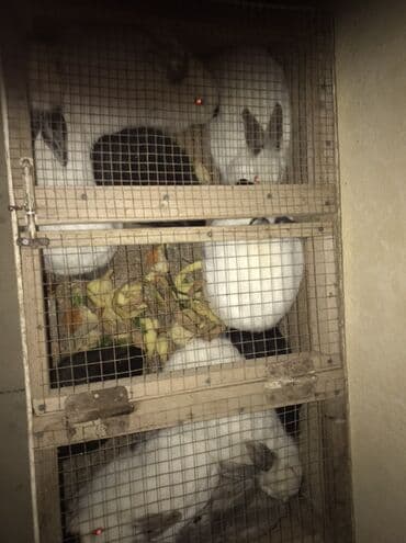 Satilir: Karforniya 10 ededdir disidir hamidi ozum 1 ededini 25 azn lalafo.az -da Satilir: Karforniya 10 ededdir disidir hamidi ozum 1 ededini 25 azn