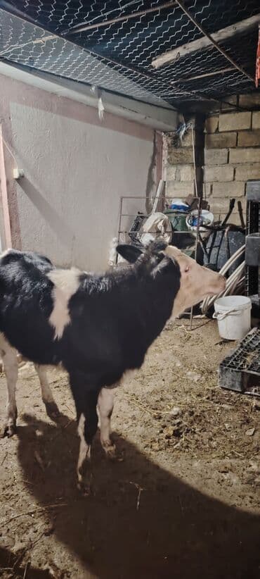 Simental melezi Simental holisden melezi 25 30 letir sud veren lalafo.az -da Simental melezi Simental holisden melezi 25 30 letir sud veren