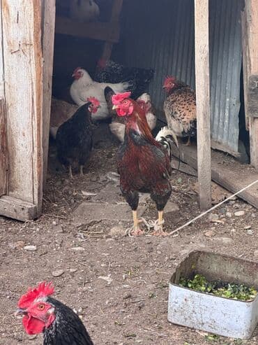 İri çəkili sağlam heyratı qarışığı əla xoruzdu damazlığa da yaxşıdı lalafo.az -da İri çəkili sağlam heyratı qarışığı əla xoruzdu damazlığa da yaxşıdı