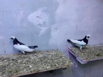 3 eded göyerçin ikisi çiy bala bir keçen sağsağanlar sonu 15manat üçü lalafo.az -da 3 eded göyerçin ikisi çiy bala bir keçen sağsağanlar sonu 15manat üçü