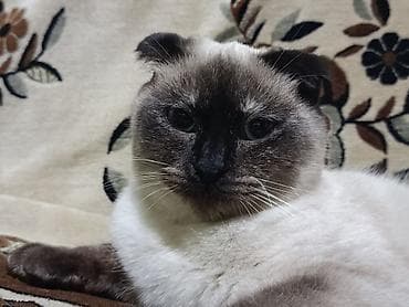 Şotland yastı qulaq lalafo.az -da Şotland yastı qulaq