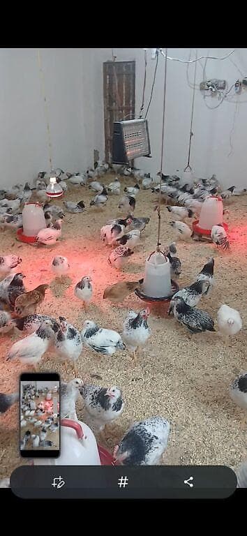 Toyuq cücələri, Ətlik lalafo.az -da — 1 Toyuq cücələri, Ətlik — 1